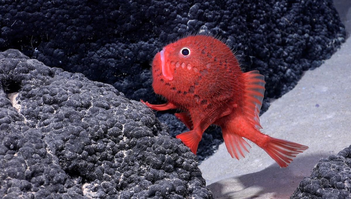 (تصاویر) جانوران شگفت‌انگیزی که در یک کوهستان زیردریایی کشف شدند