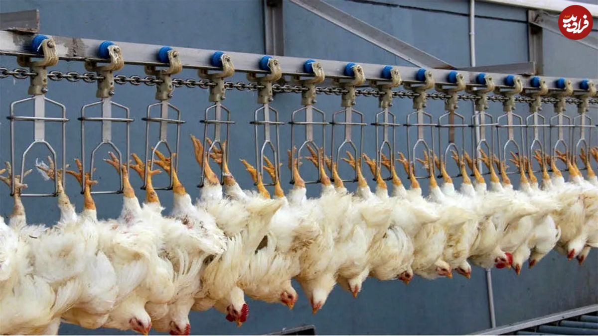 (ویدئو) کارخانه فرآوری شگفت انگیز مرغ و تخم مرغ در چین 