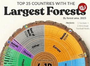 اینفوگرافی؛ اینفوگرافی کشورهایی که بیشترین سهم را از جنگل‌های کره زمین دارند 