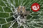 ببینید| نجات جغد گرفتار در تور دروازه فوتبال