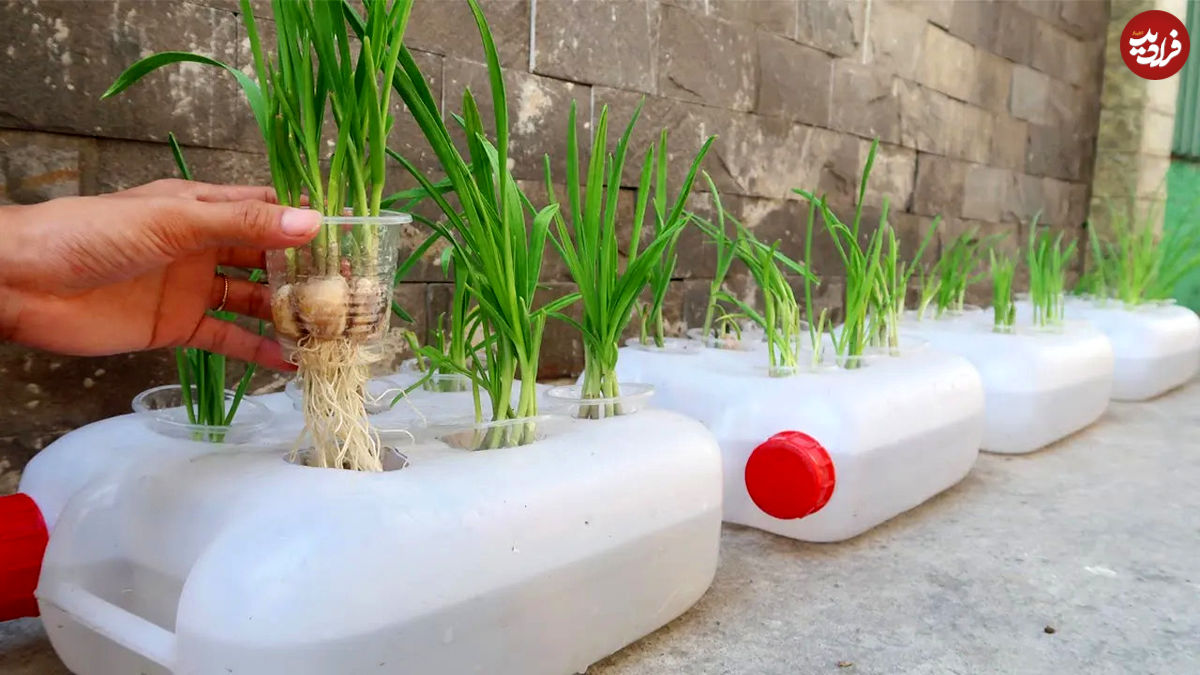 (ویدئو) یک ایده جالب برای کاشت سیر در ظروف پلاستیکی 