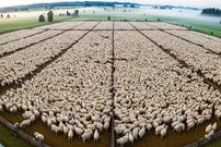 ببینید؛ نگاهی به مراحل پرورش میلیون ها گوسفند و بز برای تولید پشم و شیر