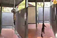 (ویدئو) تلاش مار آویزان از سقف برای بالا بردن یک پوسوم