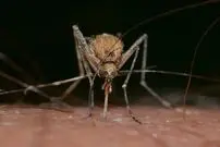 نخستین موارد ابتلا به «ویروس تنبل» در اروپا؛ یک بیماری «پشه‌ای» جدید
