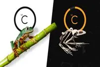 تصاویر؛ اسرار کربن -۱۴؛ ساعتی که با مرگ موجود زنده به کار می‌افتد