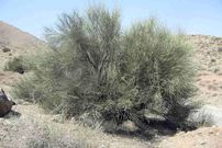 تصاویر؛ درخت ارژن؛ طلای سبز کوهستان‌های ایران که یکی از محکم‌ترین چوب‌های طبیعت را دارد و بهترین چوب برای ساخت خانه است