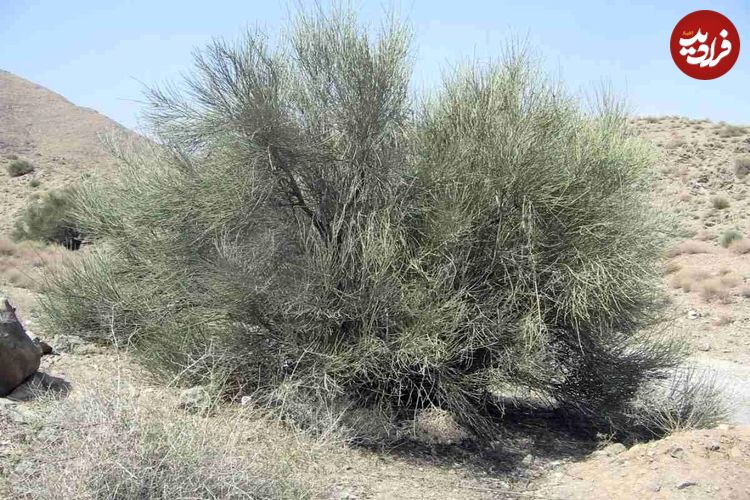 تصاویر؛ درخت ارژن؛ طلای سبز کوهستان‌های ایران که یکی از محکم‌ترین چوب‌های طبیعت را دارد و بهترین چوب برای ساخت خانه است