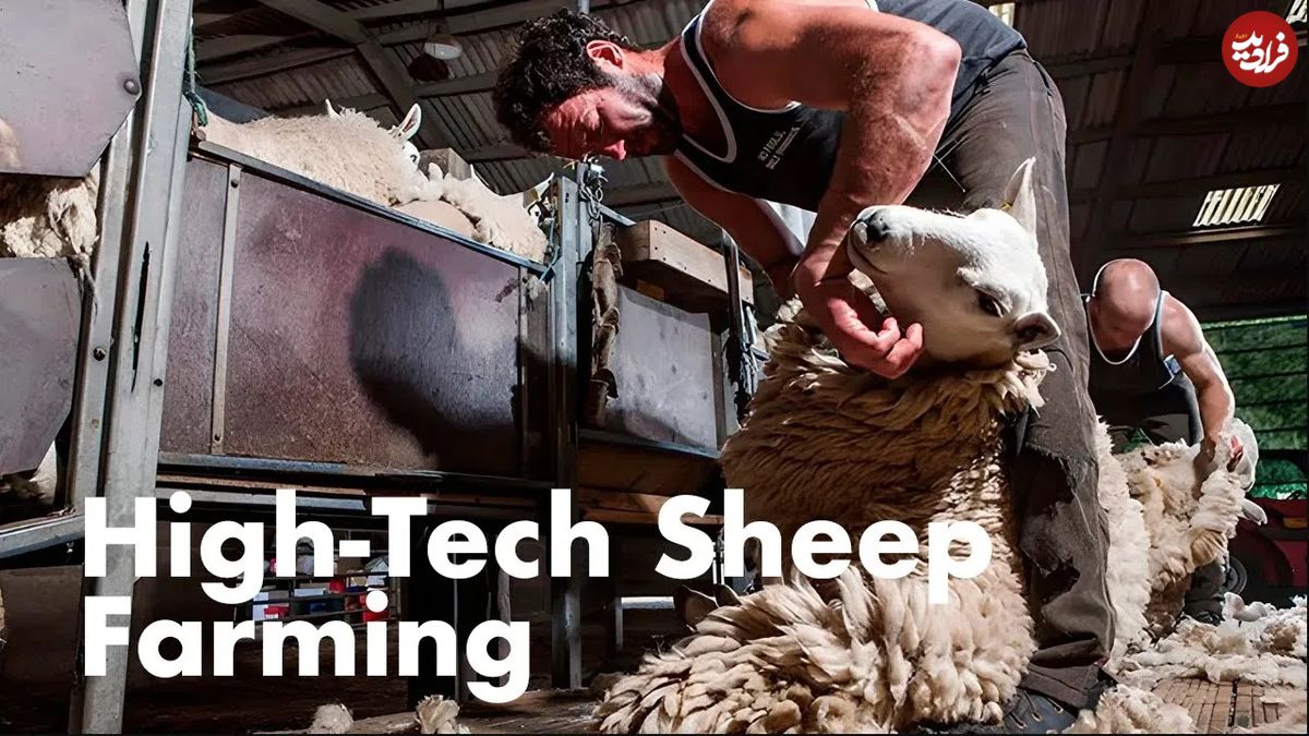 (ویدئو) نحوه برداشت و فرآوری پشم هزاران گوسفند