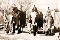 عکس| سفر در زمان؛ راز فیل در ارودگاه قاجارها؛ ثبت تصویر دو حیوان در عکس تاریخی