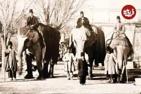 عکس| سفر در زمان؛ راز فیل در ارودگاه قاجارها؛ ثبت تصویر دو حیوان در عکس تاریخی
