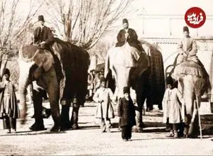 عکس| سفر در زمان؛ راز فیل در ارودگاه قاجارها؛ ثبت تصویر دو حیوان در عکس تاریخی