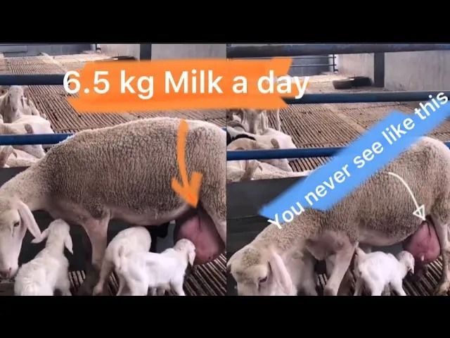 (ویدئو) این میش جوان با 6.5 کیلوگرم تولید شیر مقام اول هند را به دست آورد!