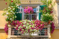 8 گل زیبا با رشد سریع برای داشتن یک بالکن استثنایی