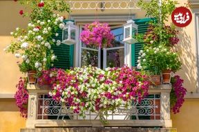 8 گل زیبا با رشد سریع برای داشتن یک بالکن استثنایی