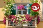 8 گل زیبا با رشد سریع برای داشتن یک بالکن استثنایی