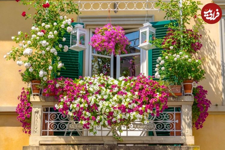 8 گل زیبا با رشد سریع برای داشتن یک بالکن استثنایی