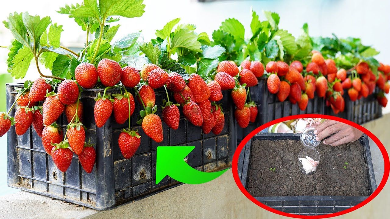 (ویدئو) به همین راحتی توت فرنگی را در سبد پلاستکی پرورش دهید و در خانه برداشت کنید