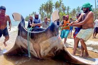 ببییند| مراحل صید، حمل و برش زدن یک سفره ماهی مانتا ری 800 کیلوگرمی در سریلانکا