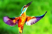 ببینید| 10 گونه از زیباترین و رنگارنگ ترین پرندگان ماهی خورک جهان