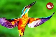 ببینید| 10 گونه از زیباترین و رنگارنگ ترین پرندگان ماهی خورک جهان