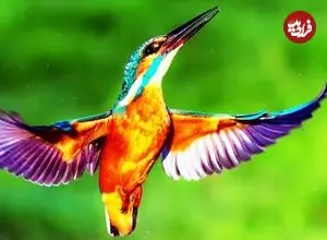 ببینید| 10 گونه از زیباترین و رنگارنگ ترین پرندگان ماهی خورک جهان