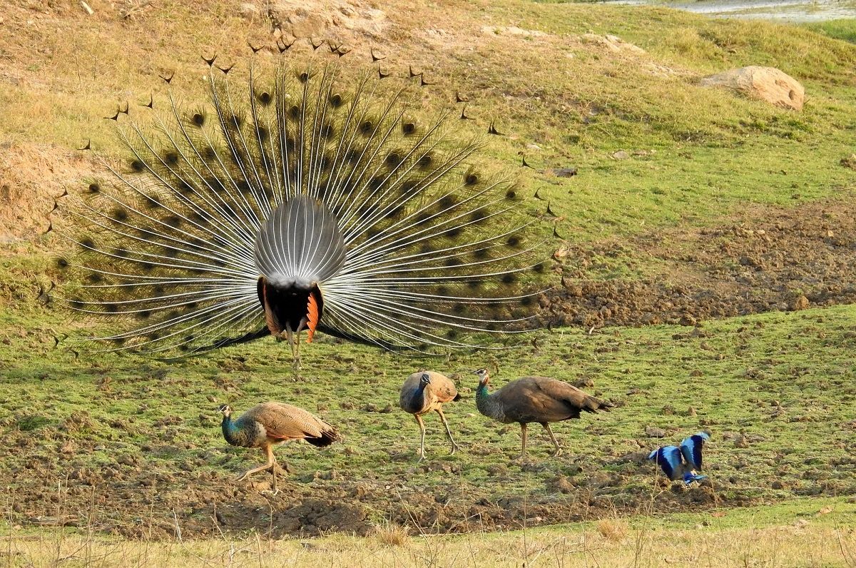 (ویدئو) وقتی طاووس نر، زیبایی اش را برای جلب توجه ماده به رخ می کشد