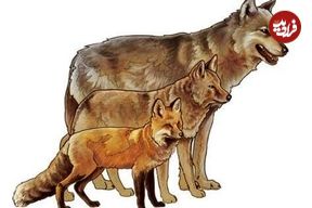 (تصاویر) یک بار برای همیشه تفاوت گرگ، شغال و روباه را با رسم شکل یاد بگیرید