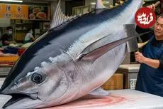 ببینید| برش ماهرانه ماهی تن بلوفین غول پیکر 459 کیلوگرمی در تایوان