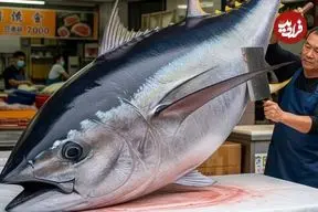 ببینید| برش ماهرانه ماهی تن بلوفین غول پیکر 459 کیلوگرمی در تایوان