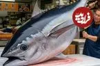 ببینید| برش ماهرانه ماهی تن بلوفین غول پیکر 459 کیلوگرمی در تایوان