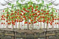 (ویدئو) روشی جالب و کاربردی برای پرورش گوجه فرنگی در منزل 