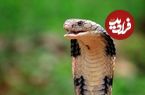 ببینید؛ لحظه خارج کردن «مهره مار» از روی سر شاه کبرا