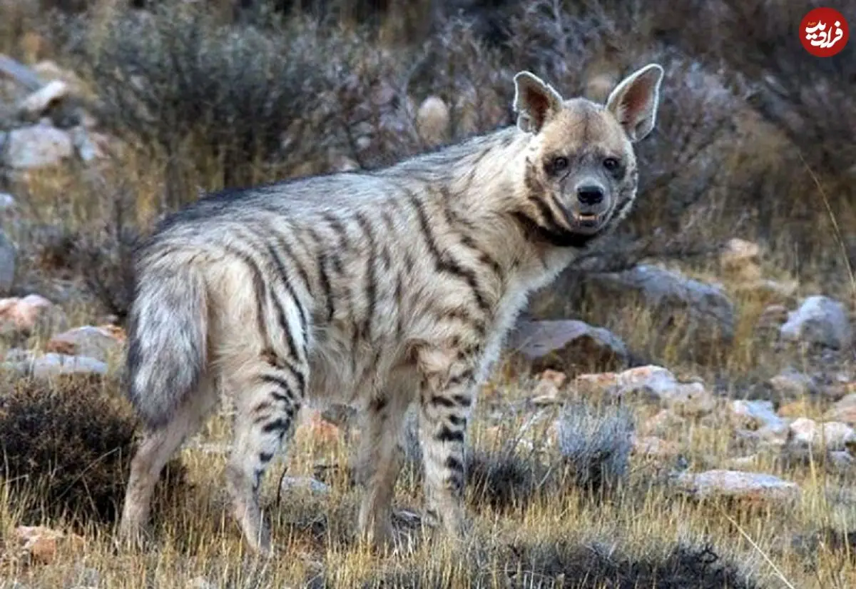 مشاهده یک قلاده کفتار راه‌راه در دماوند