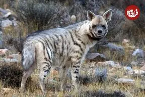 مشاهده یک قلاده کفتار راه‌راه در دماوند