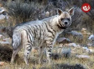 مشاهده یک قلاده کفتار راه‌راه در دماوند