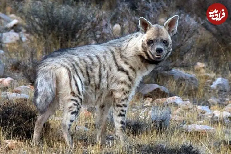 مشاهده یک قلاده کفتار راه‌راه در دماوند