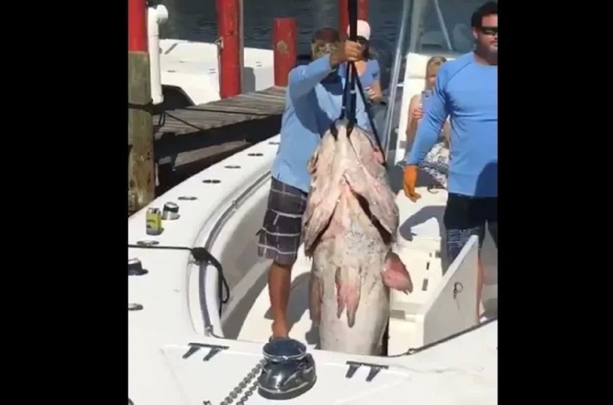 (ویدئو) ماهیگیر خوش اقبال یکی از بزرگترین ماهی هامورهای جهان را صید کرد