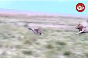 ببینید| زمین خوردن بامزه شیر نر در حین تعقیب یک کفتار