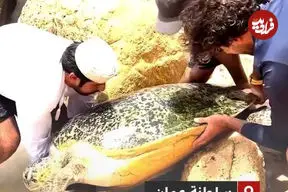ببینید| نجات لاک‌پشت غول‌پیکر از میان صخره‌ها