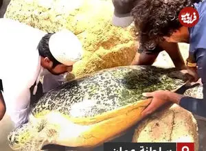 ببینید| نجات لاک‌پشت غول‌پیکر از میان صخره‌ها