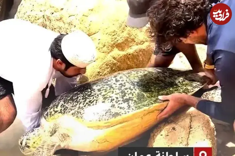 ببینید| نجات لاک‌پشت غول‌پیکر از میان صخره‌ها