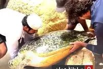 ببینید| نجات لاک‌پشت غول‌پیکر از میان صخره‌ها