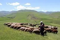 (ویدیو) آموزش چوپانی به توریست زن ویتنامی به سبک چوپان ایرانی!