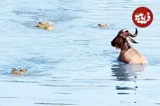 ببینید| نجات معجزه آسای یک کل یالدار از دست 3 کروکودیل گرسنه