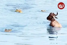 ببینید| نجات معجزه آسای یک کل یالدار از دست 3 کروکودیل گرسنه