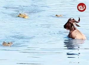 ببینید| نجات معجزه آسای یک کل یالدار از دست 3 کروکودیل گرسنه