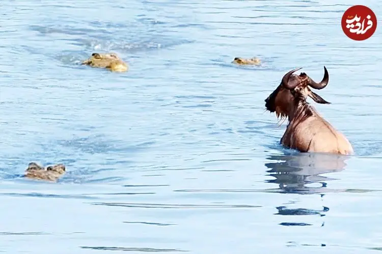 ببینید| نجات معجزه آسای یک کل یالدار از دست 3 کروکودیل گرسنه