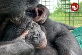 خیال‌پردازی مختص انسان نیست؛ بونوبوها نیز با اجسام غیرواقعی بازی می‌کنند