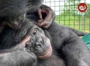 خیال‌پردازی مختص انسان نیست؛ بونوبوها نیز با اجسام غیرواقعی بازی می‌کنند