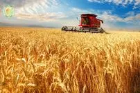 ببینید؛ مراحل کاشت، برداشت و فرآوری چاودار در آمریکا 